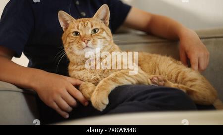 Eine gemütliche Ingwerkatze, die sich friedlich auf dem Schoß einer Person entspannt Stockfoto