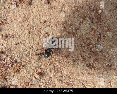 Schwarze Ameise, die über den roten Erdboden läuft, trockener und gerissener, unebener Boden, voller Kieselsteine und Sandhaufen. Stockfoto