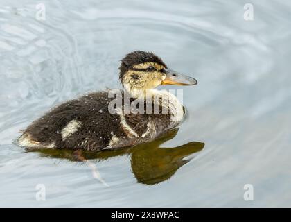 Das Mallard Duckling mit seiner flauschigen und verspielten Natur erkundet den Father Collins Park in Dublin, Irland. Dieses Foto zeigt seine bezaubernde Präsenz Stockfoto