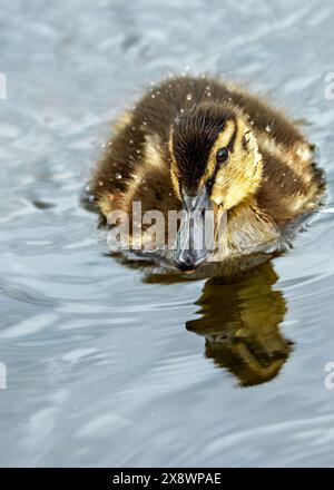 Das Mallard Duckling mit seiner flauschigen und verspielten Natur erkundet den Father Collins Park in Dublin, Irland. Dieses Foto zeigt seine bezaubernde Präsenz Stockfoto