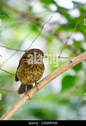 Der junge Europäische Robin mit seinem gesprenkelten braunen Gefieder erkundet den Father Collins Park in Dublin, Irland. Dieses Foto zeigt seine neugierige Präsenz Stockfoto