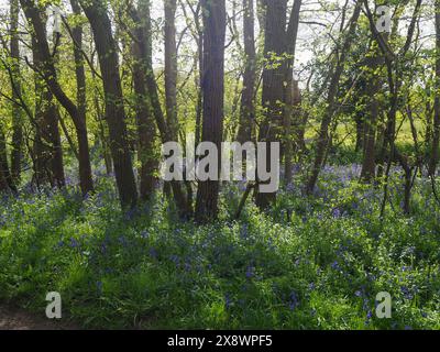 Bluebell Woods, Arger Fen, Essex, Großbritannien, England Stockfoto