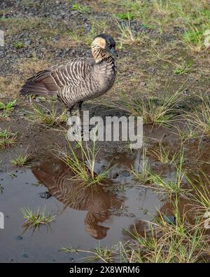 nene, hawaiianische Gans, Branta sandvicensis, endemische Arten, Paddles, Hawaii State Bird, Volcanoes National Park, Kilauea, Big Island, Hawa Stockfoto