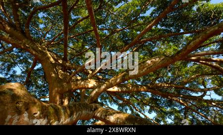 Grüne Dschungelbäume vor blauem Himmel und strahlender Sonne. Aktion. Viele schmale Äste eines schönen großen Baumes. Stockfoto