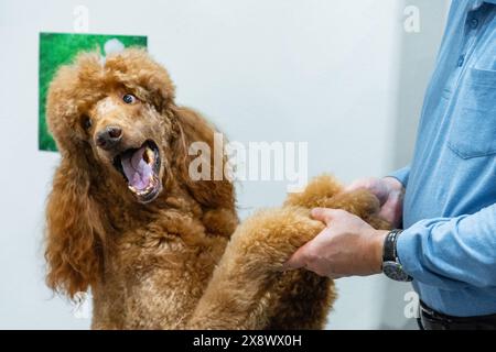 Roter Königspudel großer Hund in Kontakt mit einer nicht erkennbaren Person steht auf seinen Hinterbeinen Stockfoto