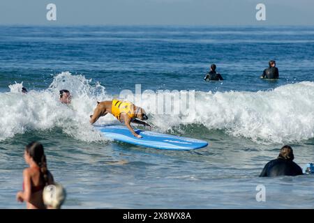 Weltberühmter Surf Dog Competitionin Huntington Beach, Kalifornien Stockfoto