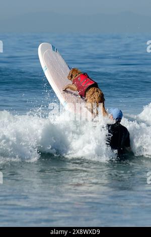 Weltberühmter Surf Dog Competitionin Huntington Beach, Kalifornien Stockfoto