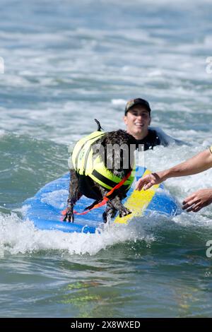 Weltberühmter Surf Dog Competitionin Huntington Beach, Kalifornien Stockfoto