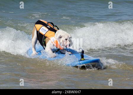 Weltberühmter Surf Dog Competitionin Huntington Beach, Kalifornien Stockfoto