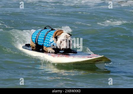 Weltberühmter Surf Dog Competitionin Huntington Beach, Kalifornien Stockfoto