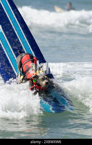 Weltberühmter Surf Dog Competitionin Huntington Beach, Kalifornien Stockfoto