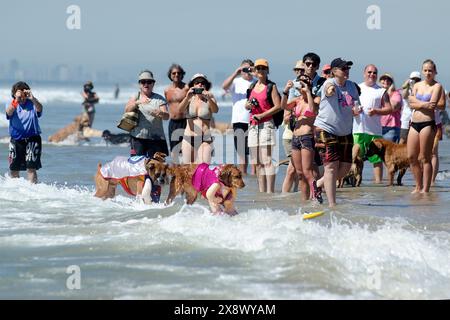 Weltberühmter Surf Dog Competitionin Huntington Beach, Kalifornien Stockfoto