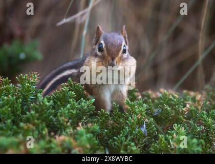 Ein östliches Chipmunk hält an, um seine Wangen mit Nüssen und Samen zu füllen, um sich auf den Winter vorzubereiten. Stockfoto