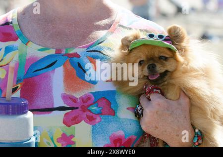 Weltberühmter Surf Dog Competitionin Huntington Beach, Kalifornien Stockfoto