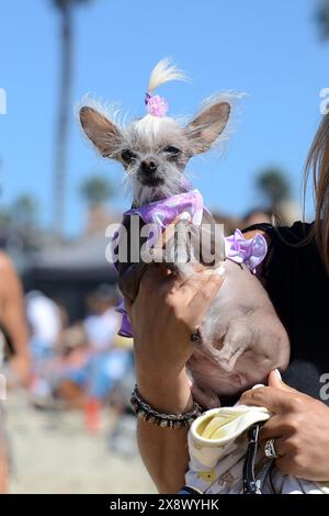 Weltberühmter Surf Dog Competitionin Huntington Beach, Kalifornien Stockfoto