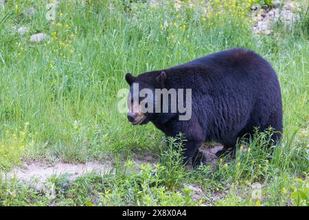 Großer männlicher amerikanischer Schwarzbär (Ursus americanus) im Sommer Stockfoto