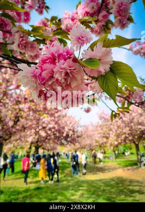 TV Asahi Kirschblütenallee in Berlin, Deutschland. Teil der ehemaligen Berliner Mauer zwischen dem Berliner Stadtteil Lichterfelde und Teltow Stockfoto