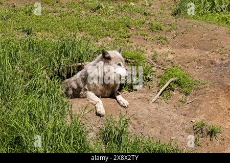 Weiblicher Nordwestwolf (Canis Lupus occidentalis), auch bekannt als Mackenzie Valley Wolf, Alaska Holzwolf oder kanadischer Holzwolf Stockfoto