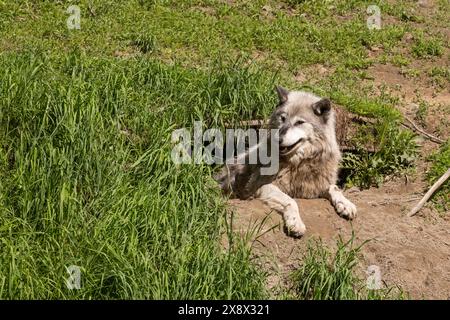 Weiblicher Nordwestwolf (Canis Lupus occidentalis), auch bekannt als Mackenzie Valley Wolf, Alaska Holzwolf oder kanadischer Holzwolf Stockfoto