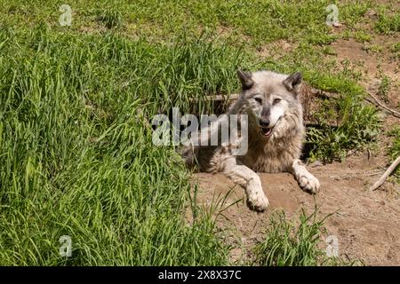 Weiblicher Nordwestwolf (Canis Lupus occidentalis), auch bekannt als Mackenzie Valley Wolf, Alaska Holzwolf oder kanadischer Holzwolf Stockfoto