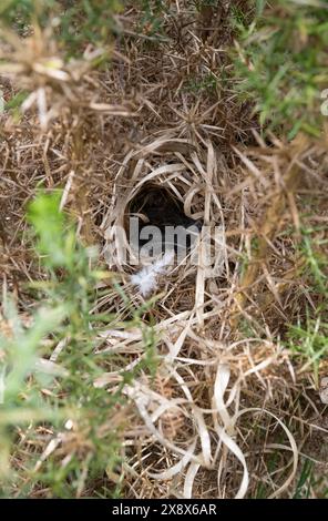 Chiffchaff, Phylloscopus collybita, Nest mit Küken, New Forest, Hampshire Stockfoto