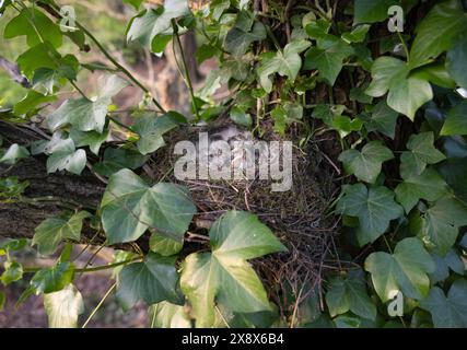 Mistle-Thrushnest, Turdus viscivorus, Nest mit vier Küken im Baum mit Efeu, altricial, London, Vereinigtes Königreich Stockfoto