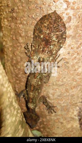 Nördlicher Blattschwanzgecko (Saltuarius cornutus) mit unglaublichen Details des ursprünglichen (nicht sekundären) getarnten blattartigen Schwanzes Peterson Creek Rain Stockfoto