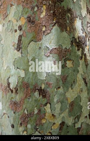 Wunderschöne getarnte Rinde von Sycamore-Baum Stockfoto