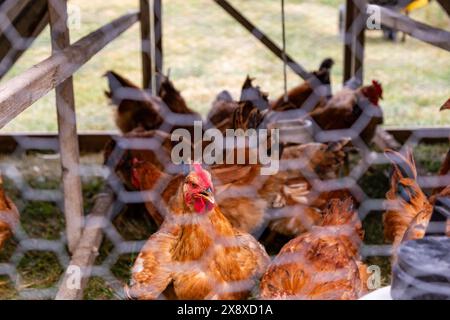 Hühner der Red Ranger in Käfigen. Stockfoto