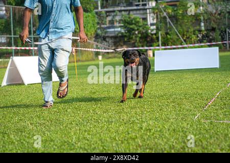 Mann, der mit Rottweiler auf einem Feld läuft, in einer Hundeshow-Veranstaltung. Stockfoto