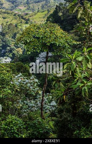 Regenwald in der Nähe von Santa Rosa de Cabal - Kolumbien Stockfoto