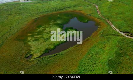 Kleiner Teich auf grünem Ackerfeld im Frühjahr. Clip. Die Luft aus grüner Wiese und winzigem See. Stockfoto