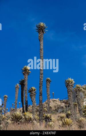 Espeletia (Espeletia albarregensis) ist auch als Frailejones oder Big Monks bekannt, eine heilige Pflanze, die Wasser im Paramo-Ökosystem des Colom speichert Stockfoto