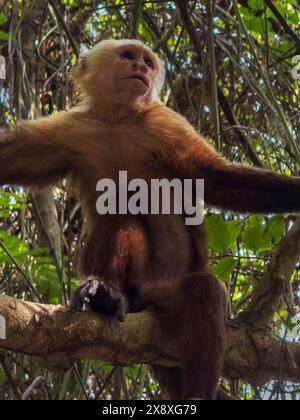 Ein Kapuzineraffe in einem Baum im Tyrona Nationalpark oder Parque Nacional Natural Tayrona - Karibikküste Kolumbiens Stockfoto