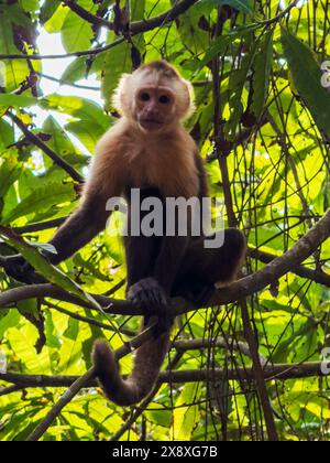 Ein Kapuzineraffe in einem Baum im Tyrona Nationalpark oder Parque Nacional Natural Tayrona - Karibikküste Kolumbiens Stockfoto