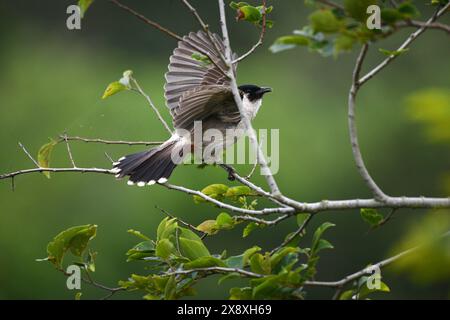 Haubenvogel auf der Lamma Insel in Hong Kong. Stockfoto