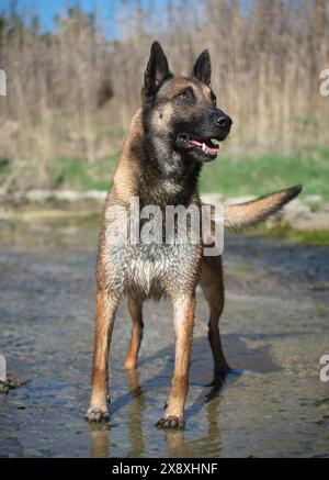 Bild von einem reinrassigen belgischen Schäferhund Malinois im Fluss Stockfoto