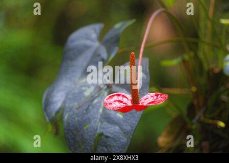 Hilo Botanischer Garten auf Big Island, Hawaii. Stockfoto