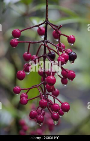 Medinilla tropft nass in der feuchten tropischen Luft im Hilo Botanical Garden auf Big Island, Hawaii. Stockfoto