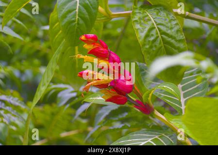 Hilo Botanischer Garten auf Big Island, Hawaii. Stockfoto