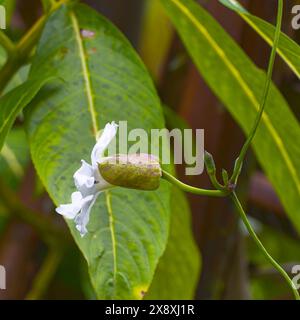 Hilo Botanischer Garten auf Big Island, Hawaii. Stockfoto