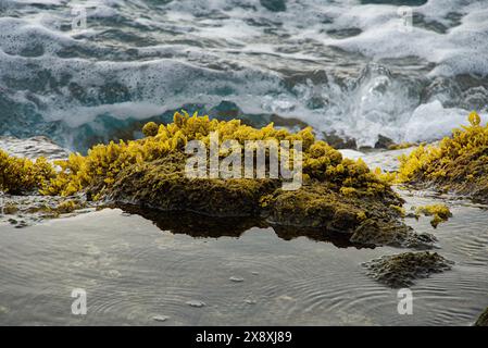 Algen wachsen auf den Felsen in der Nähe des Two Step Beach in Big Island, Hawaii. Stockfoto