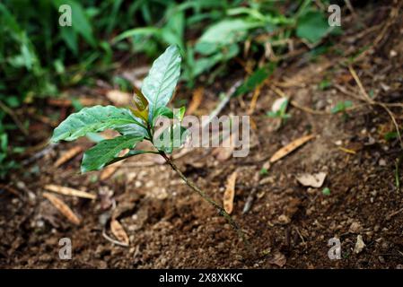 Junge arabica-Kaffeepflanze auf einer Kaffeefarm auf einer Höhe von etwa 900 Metern über dem Meeresspiegel in Cianjur, West-Java, Indonesien. Stockfoto