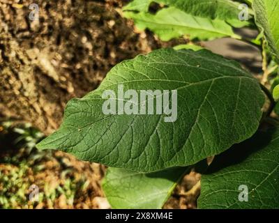 Nahaufnahme der grünen Blattstruktur mit unscharfem Hintergrund von Blättern und Baumstamm Stockfoto