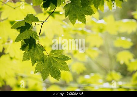 Ahornblätter, Bogachiel Rain Forest, Olympic National Forest, Washington State, USA Stockfoto