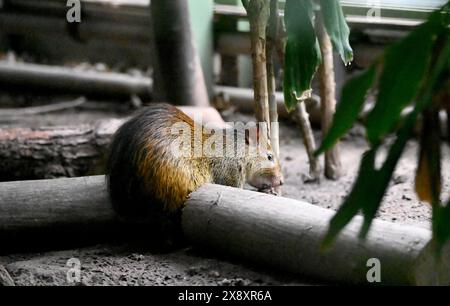 Berlin, Deutschland. Mai 2024. Schwarze Agouti essen in einem Gehege im Zoo Berlin. Quelle: Alina Schmidt/dpa/Alamy Live News Stockfoto