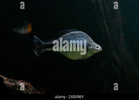 Berlin, Deutschland. Mai 2024. Ein Fisch schwimmt in einem Becken im Zoo Berlin Aquarium. Quelle: Alina Schmidt/dpa/Alamy Live News Stockfoto