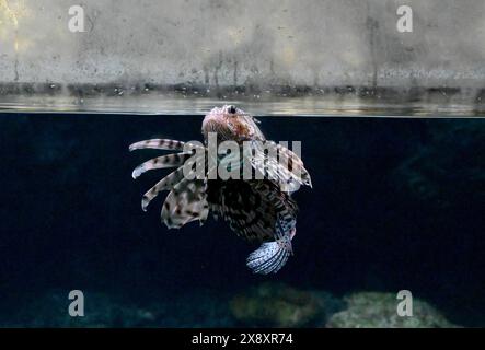Berlin, Deutschland. Mai 2024. Ein Fisch schwimmt in einem Becken im Zoo Berlin Aquarium. Quelle: Alina Schmidt/dpa/Alamy Live News Stockfoto
