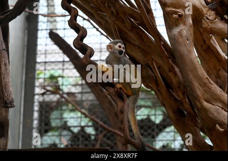 Berlin, Deutschland. Mai 2024. Ein Eichhörnchenaffe in einem Gehege im Berliner Zoo. Quelle: Alina Schmidt/dpa/Alamy Live News Stockfoto