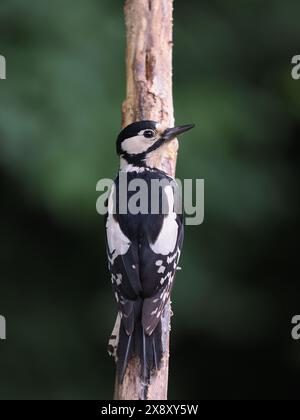 Diese beiden großen Fleckenspechte nutzen eine einfache Nahrungsquelle in meinem Garten, von der sie einige zurück in ein Nest nehmen. Stockfoto